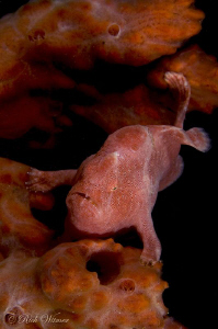 Frog Fish. D300/INON Strobes/105mm. by Richard Witmer 